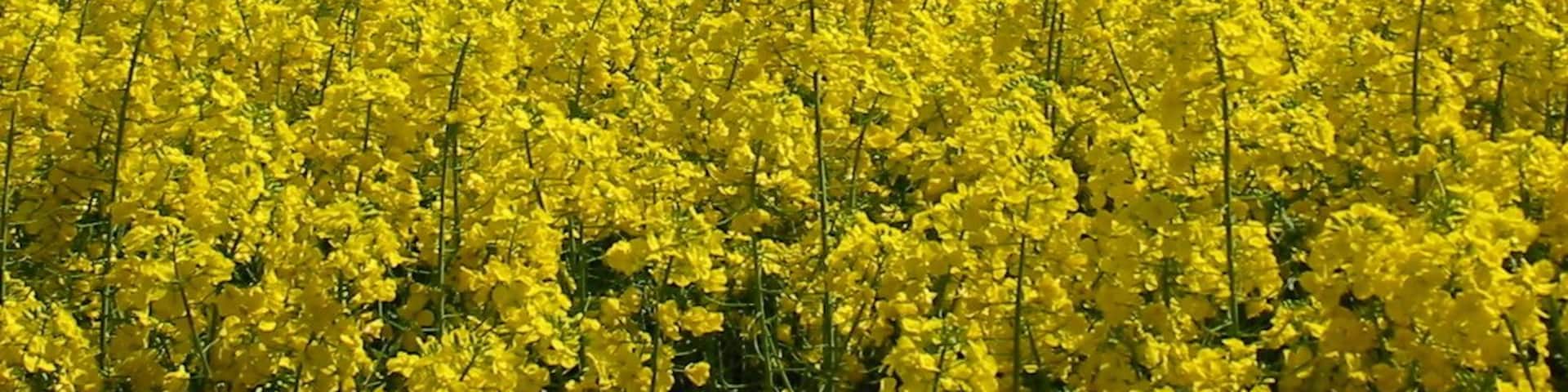 Rapsfeld bei Eggersdorf