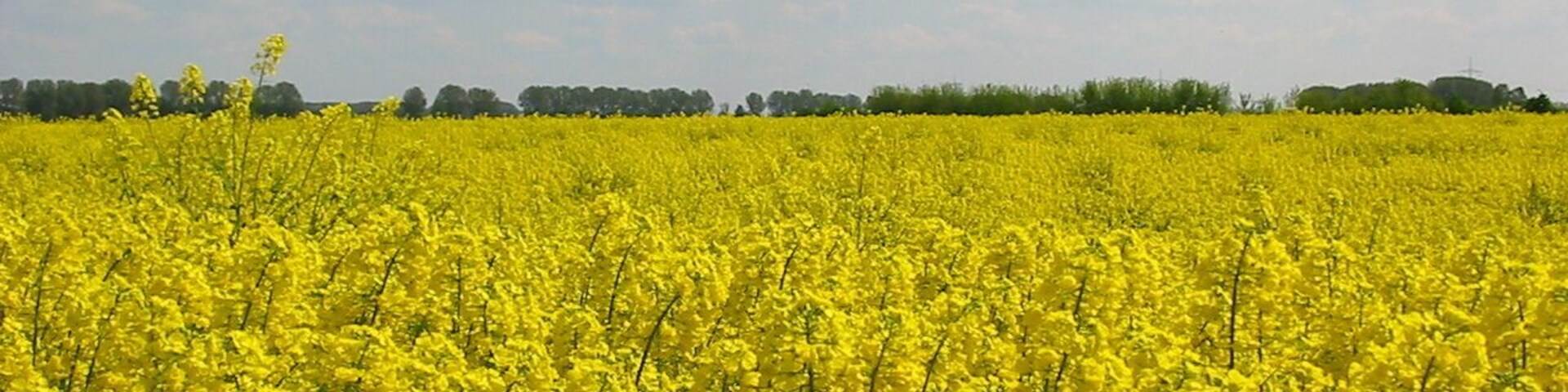 Rapsfeld bei Eggersdorf