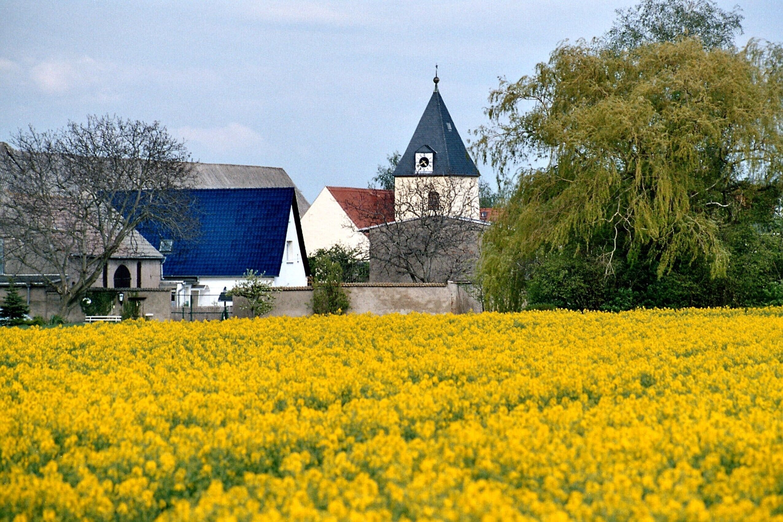 A field of yellow flowers, a church with a tower, and a blue building.