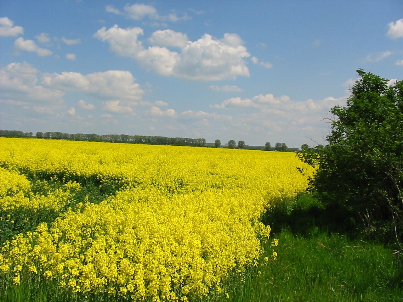 Rapsfeld in Eggersdorf mit Blick auf die Calbesche Str.