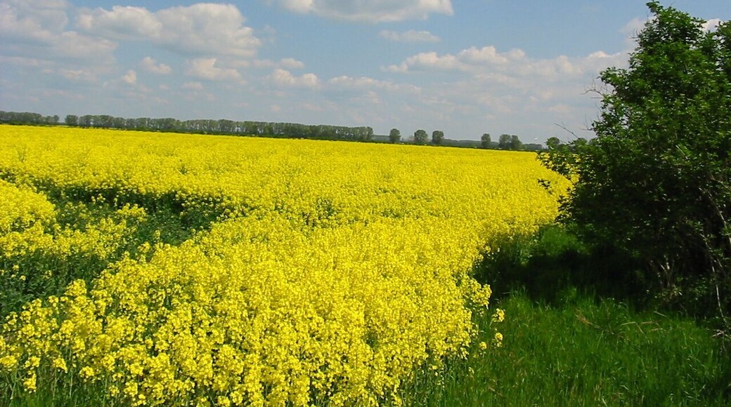 Rapsfeld in Eggersdorf mit Blick auf die Calbesche Str.