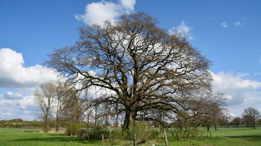 Naturdenkmal im Kreis Pinneberg Stieleiche, Westerhorn, Flur 5, Flurstück 34/1