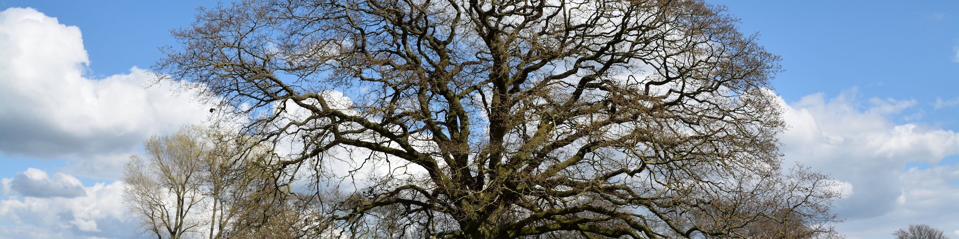 Naturdenkmal im Kreis Pinneberg Stieleiche, Westerhorn, Flur 5, Flurstück 34/1