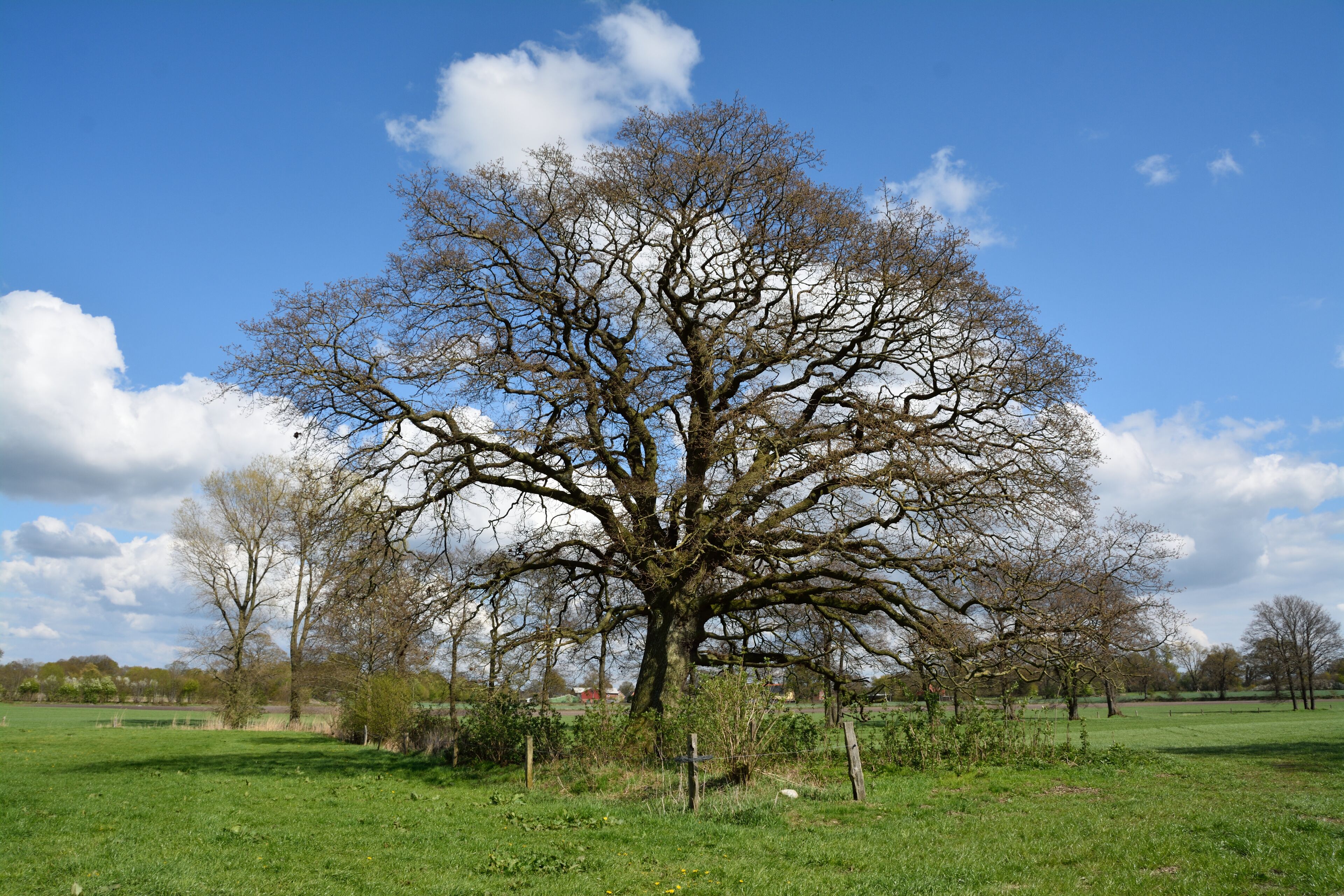 A large, leafless tree in a grassy field with a clear blue sky and scattered clouds.