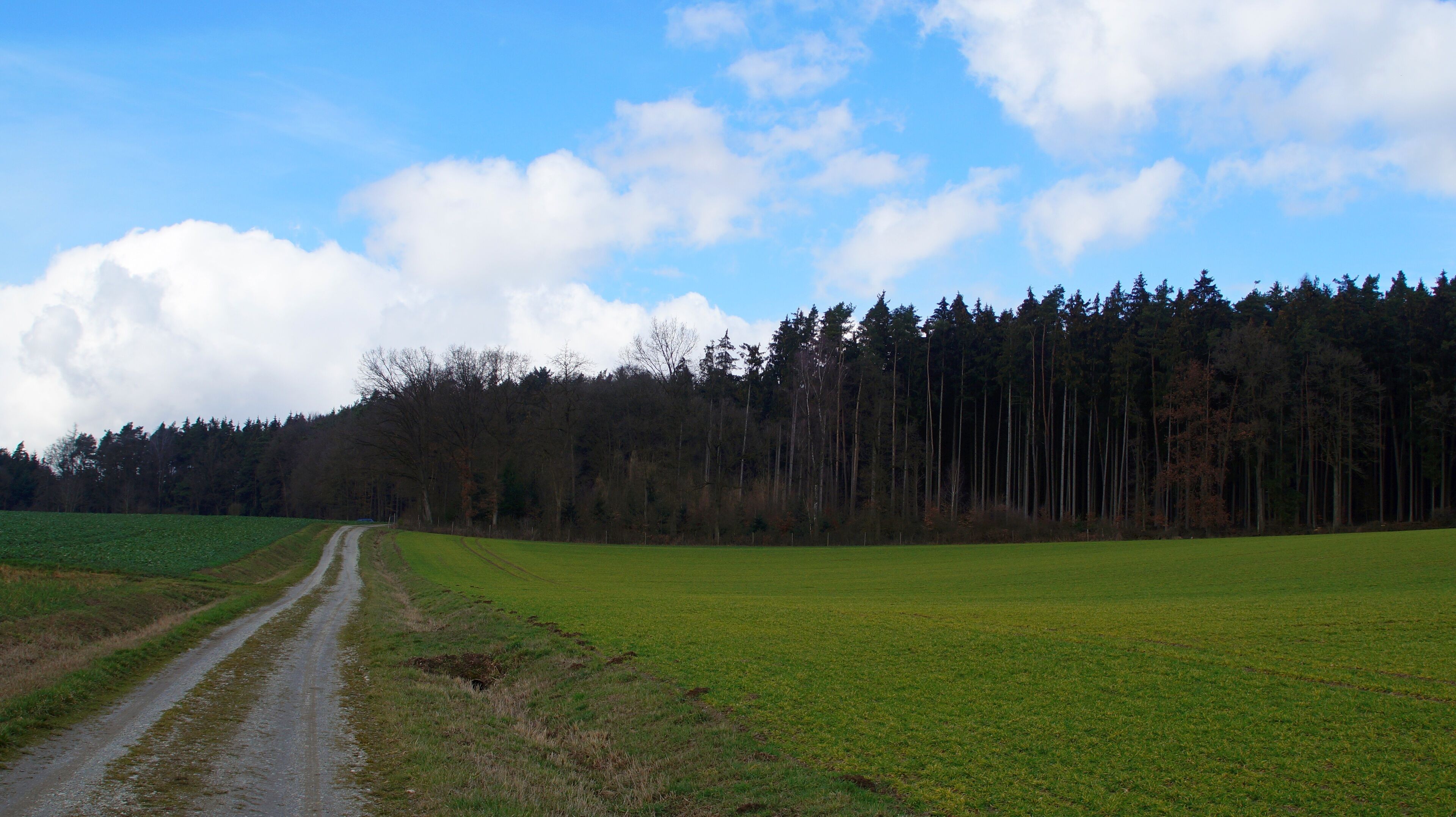 A rural landscape with a dirt road, green fields, and a dense forest.