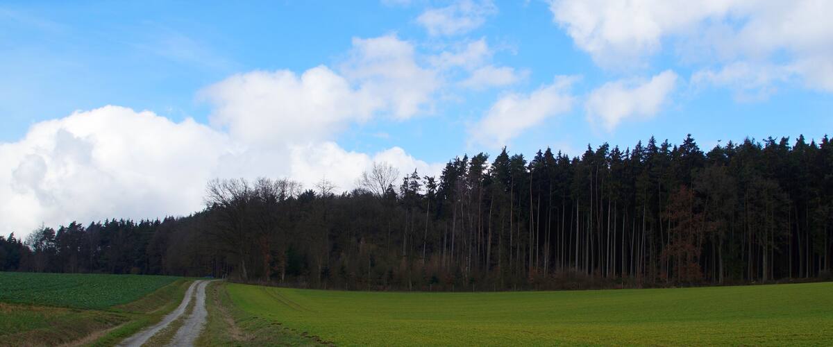 A rural landscape with a dirt road, green fields, and a dense forest.