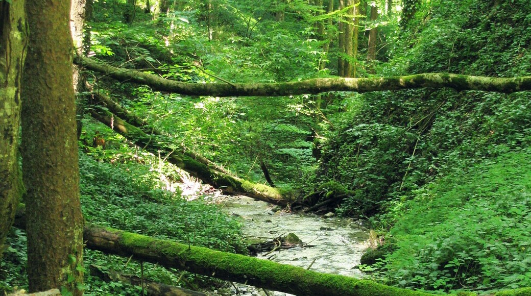 Der Grenzbach im Landkreis Weilheim-Schongau, ein Zufluss des Lothdorfer Baches, markierte ehemals die Grenze zwischen den Klöstern Benediktbeuern (Bistum Augsburg) und Schlehdorf (Bistum Freising).