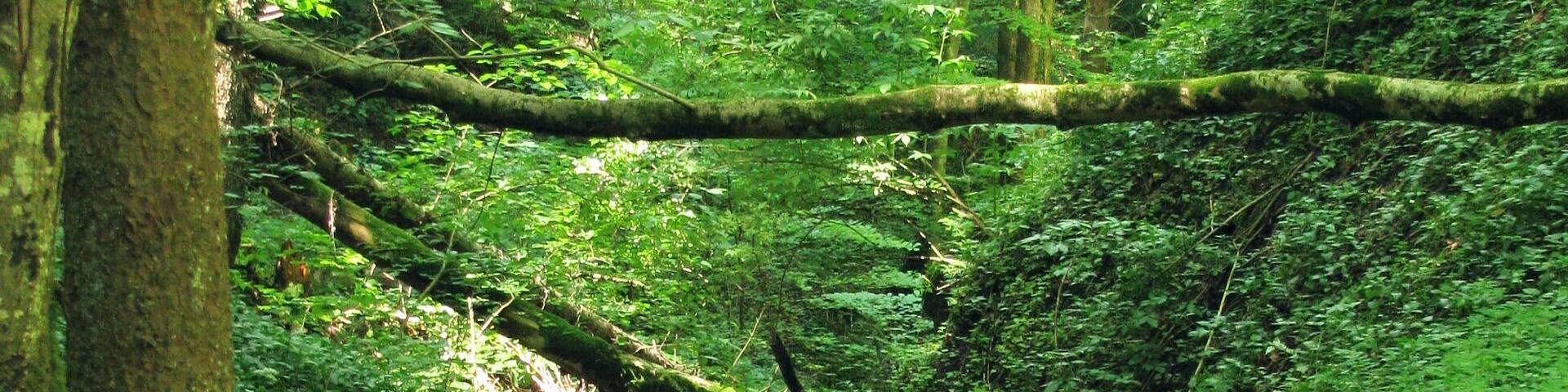 Der Grenzbach im Landkreis Weilheim-Schongau, ein Zufluss des Lothdorfer Baches, markierte ehemals die Grenze zwischen den Klöstern Benediktbeuern (Bistum Augsburg) und Schlehdorf (Bistum Freising).
