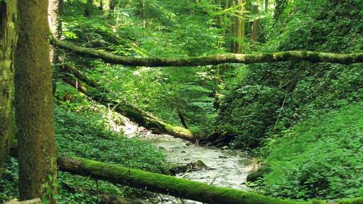 Der Grenzbach im Landkreis Weilheim-Schongau, ein Zufluss des Lothdorfer Baches, markierte ehemals die Grenze zwischen den Klöstern Benediktbeuern (Bistum Augsburg) und Schlehdorf (Bistum Freising).