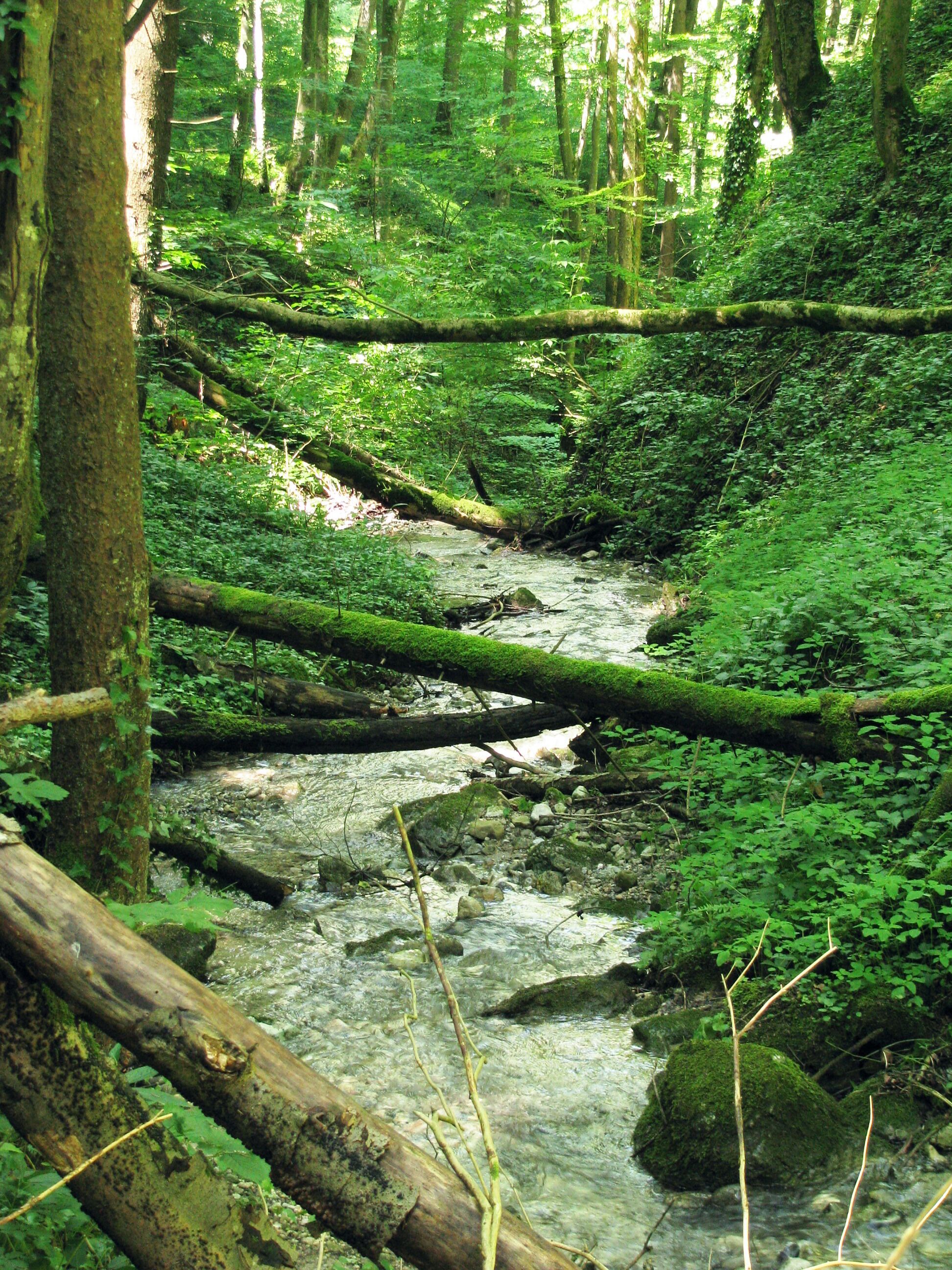 A forest stream with moss-covered logs and dense greenery.