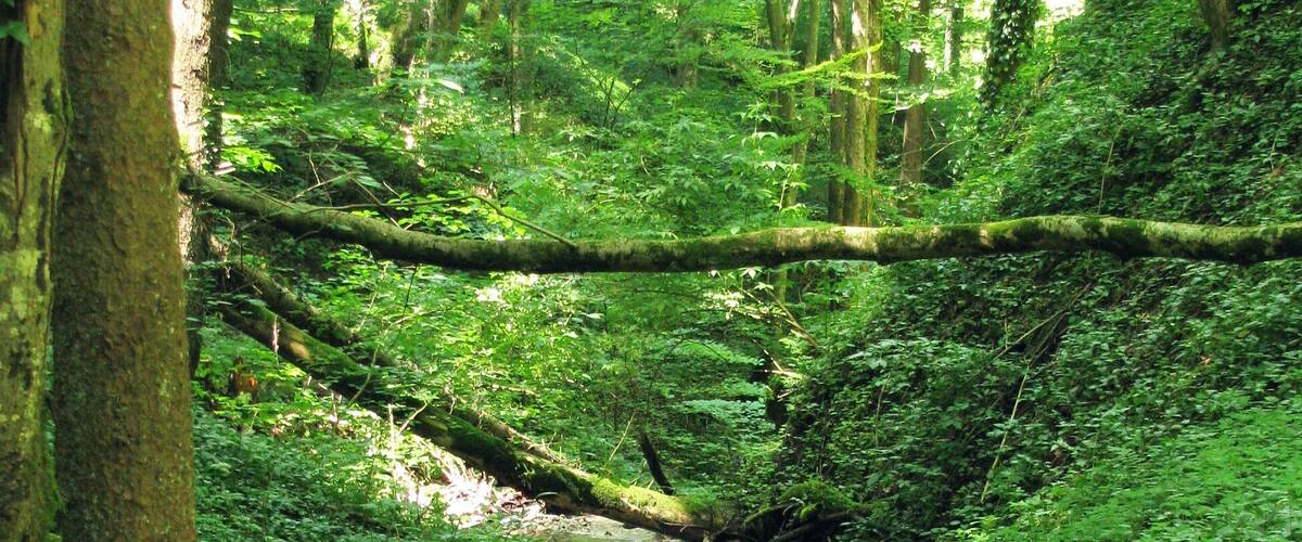 A forest stream with moss-covered logs and dense greenery.