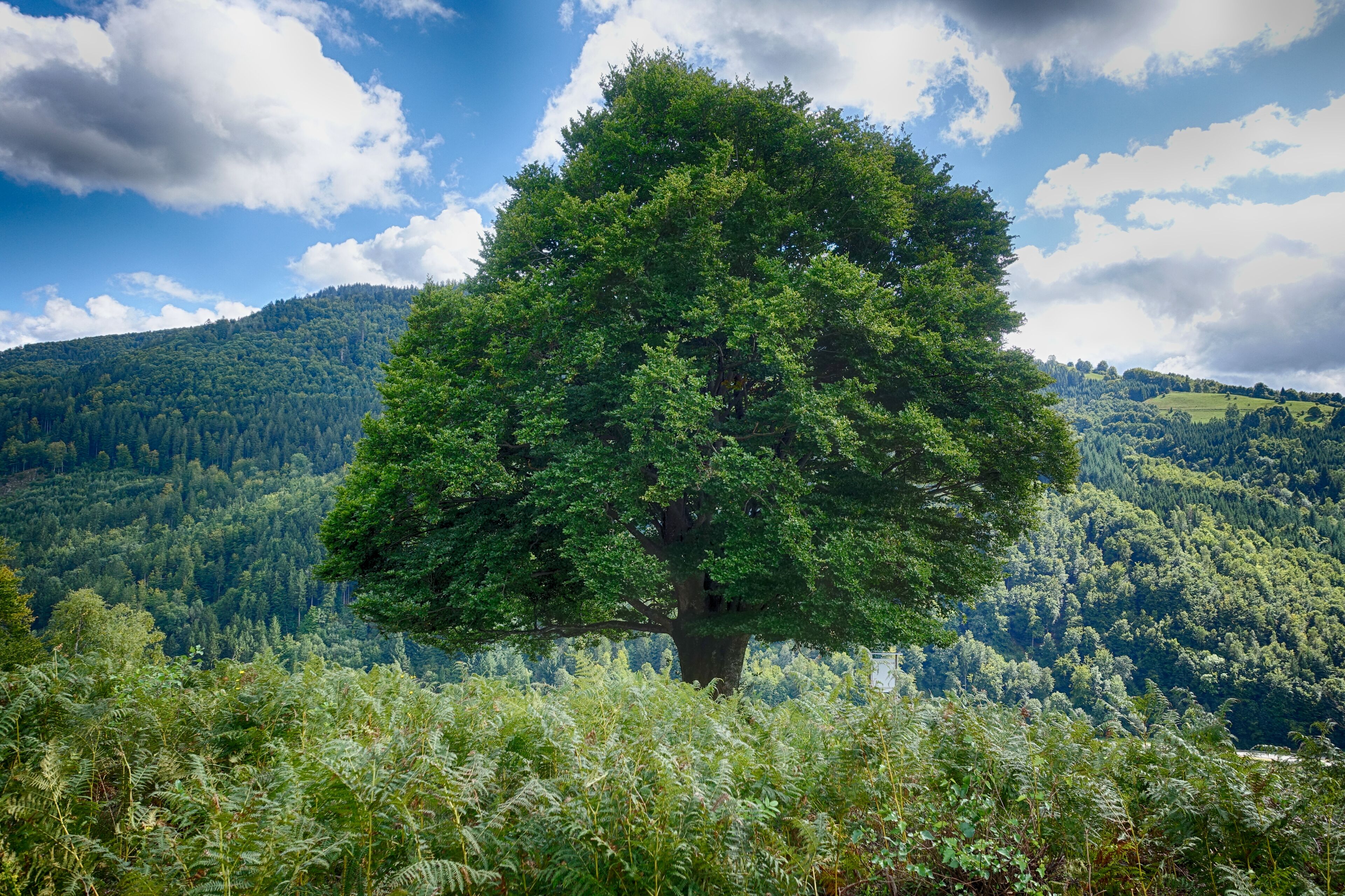 Felspartien der kleinen und großen Utzenfluh aus Präkulmgestein, Porphyren, Grauwacken und Biotitgraniten; interessante Flora und Fauna; bei Erweiterung 2011 wurden die umliegenden Weidfelder einbezogen.