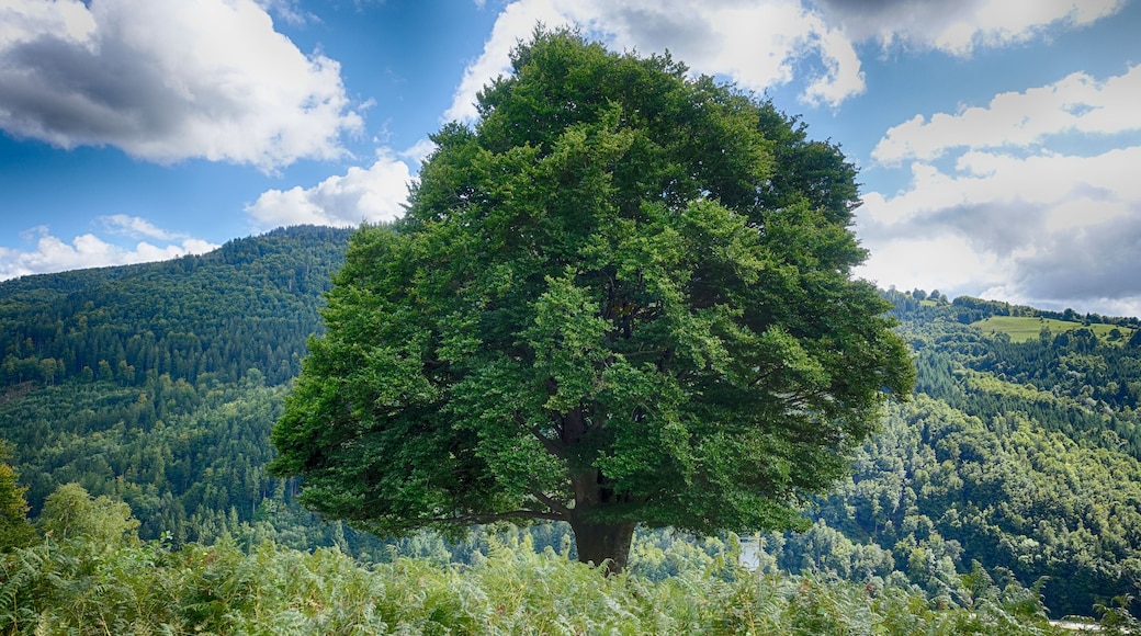 Felspartien der kleinen und großen Utzenfluh aus Präkulmgestein, Porphyren, Grauwacken und Biotitgraniten; interessante Flora und Fauna; bei Erweiterung 2011 wurden die umliegenden Weidfelder einbezogen.