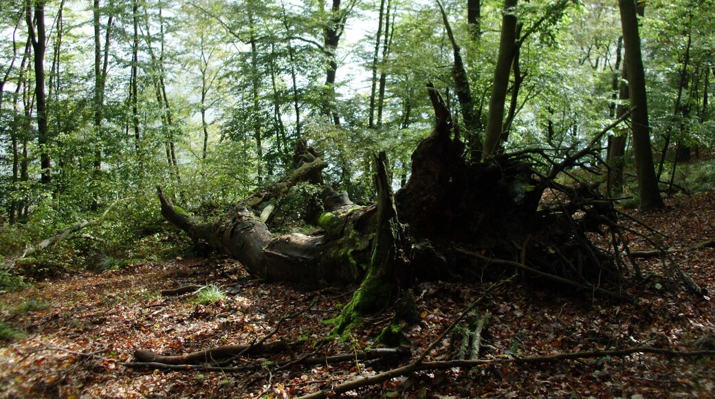 am Ufer des Großen Treppelsees im Naturpark Schlaubetal, Brandenburg