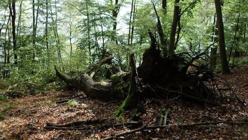 am Ufer des Großen Treppelsees im Naturpark Schlaubetal, Brandenburg