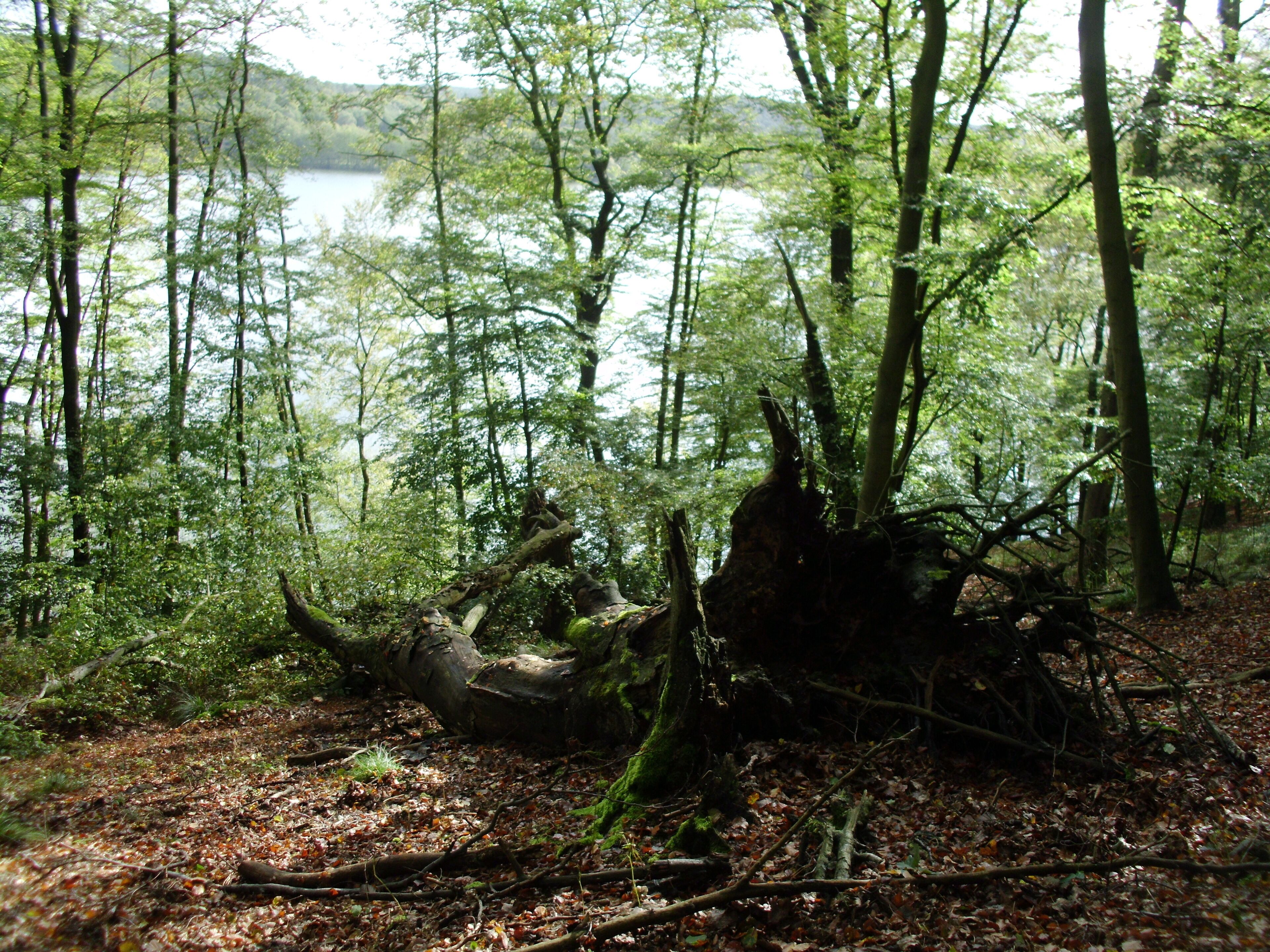 A forest with a fallen tree and a lake in the background.