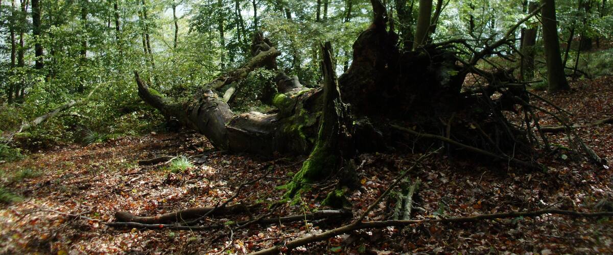 A forest with a fallen tree and a lake in the background.