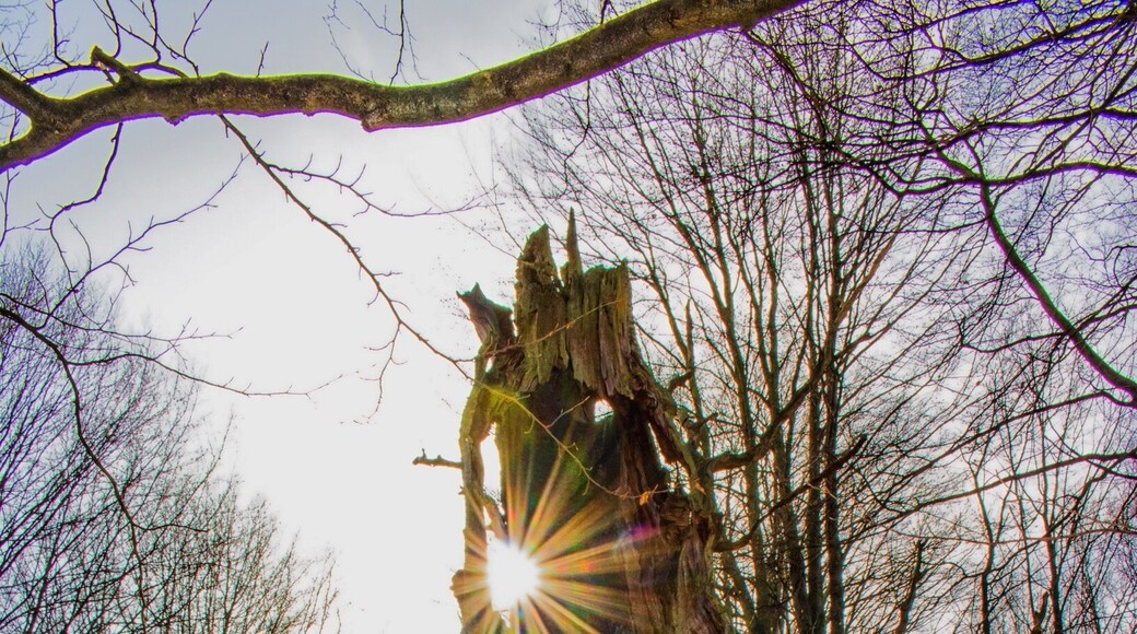 Urwald Sababurg Nature Reserve