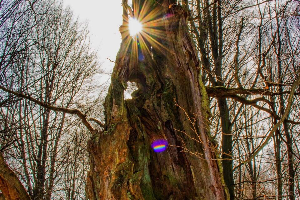 A large, weathered tree trunk with a sun shining through its branches.