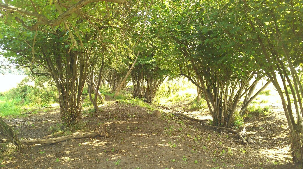 Die trebelwiesen bei Bassendorf urig und genutzt als Kuh Weideland