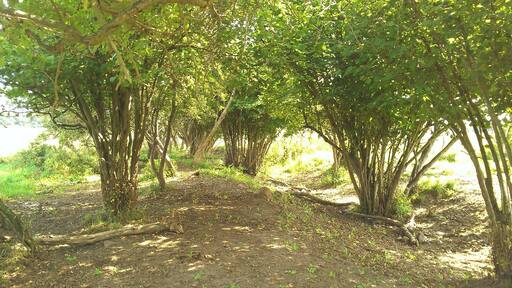 Die trebelwiesen bei Bassendorf urig und genutzt als Kuh Weideland