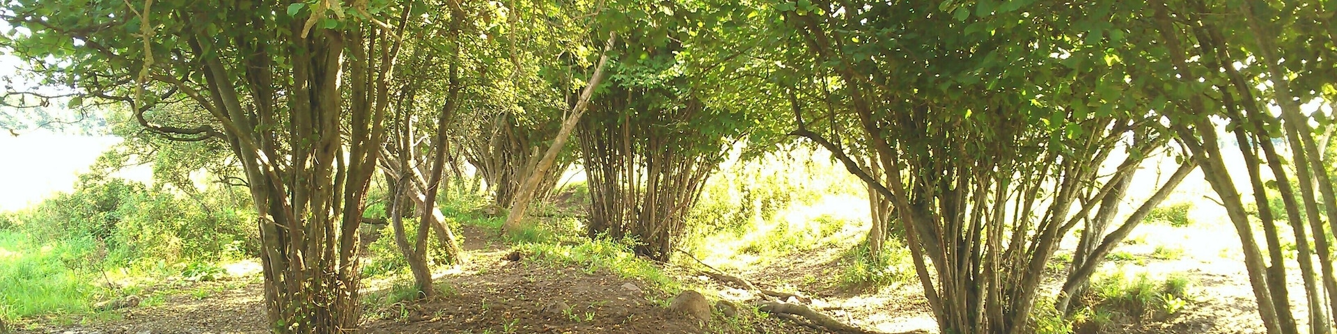 Die trebelwiesen bei Bassendorf urig und genutzt als Kuh Weideland