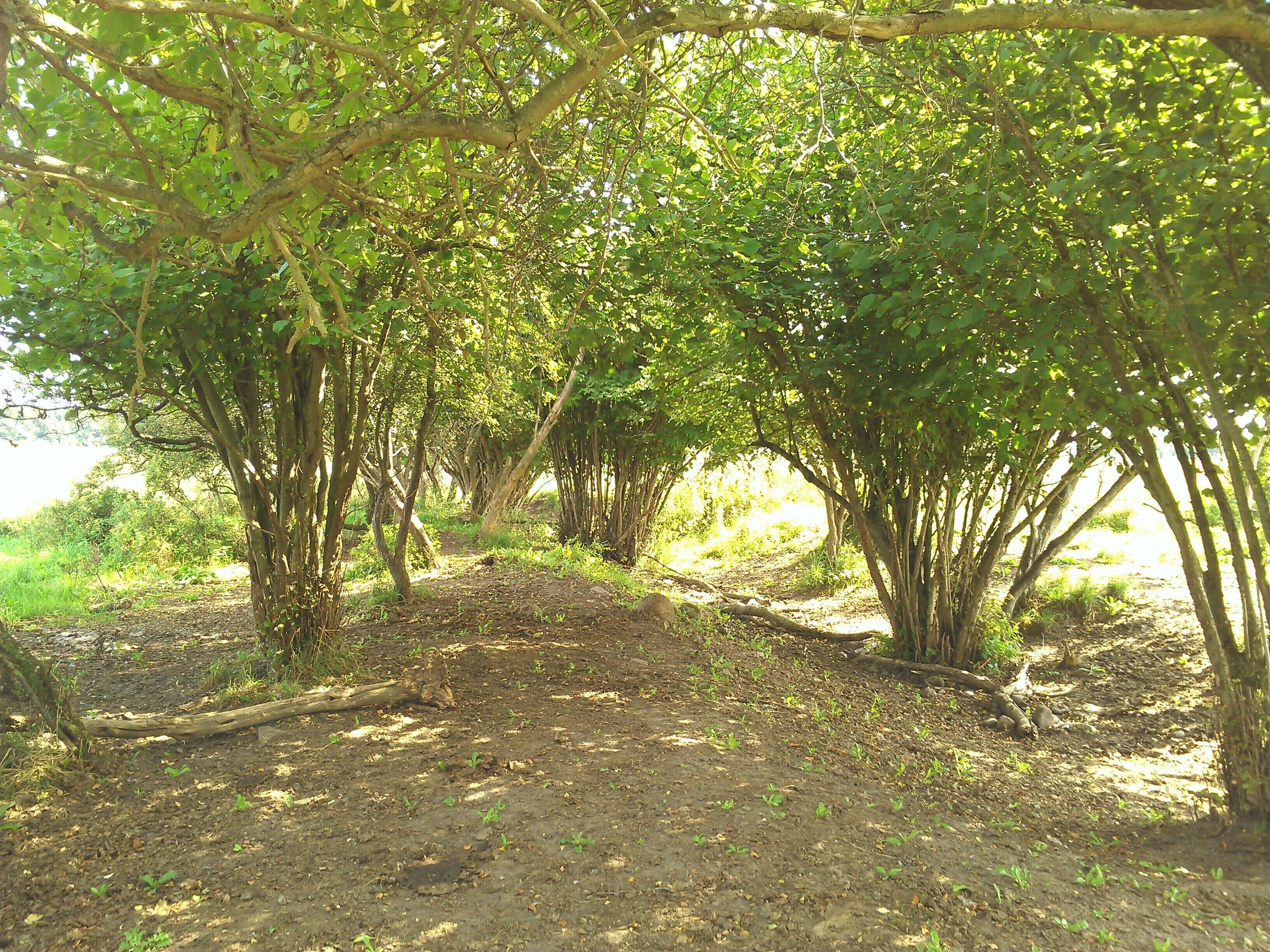 A dirt path surrounded by trees with dense foliage.