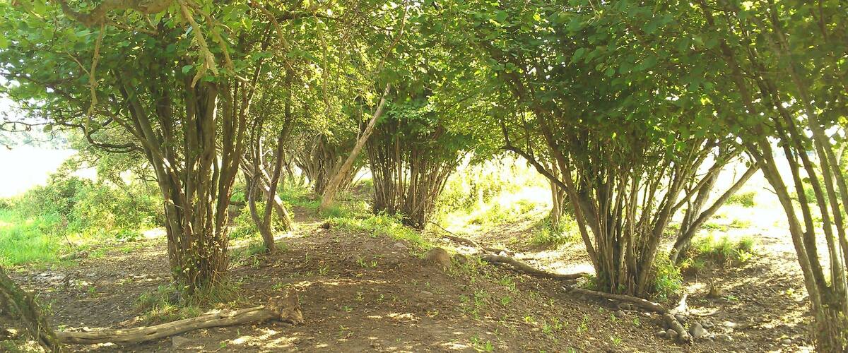 A dirt path surrounded by trees with dense foliage.