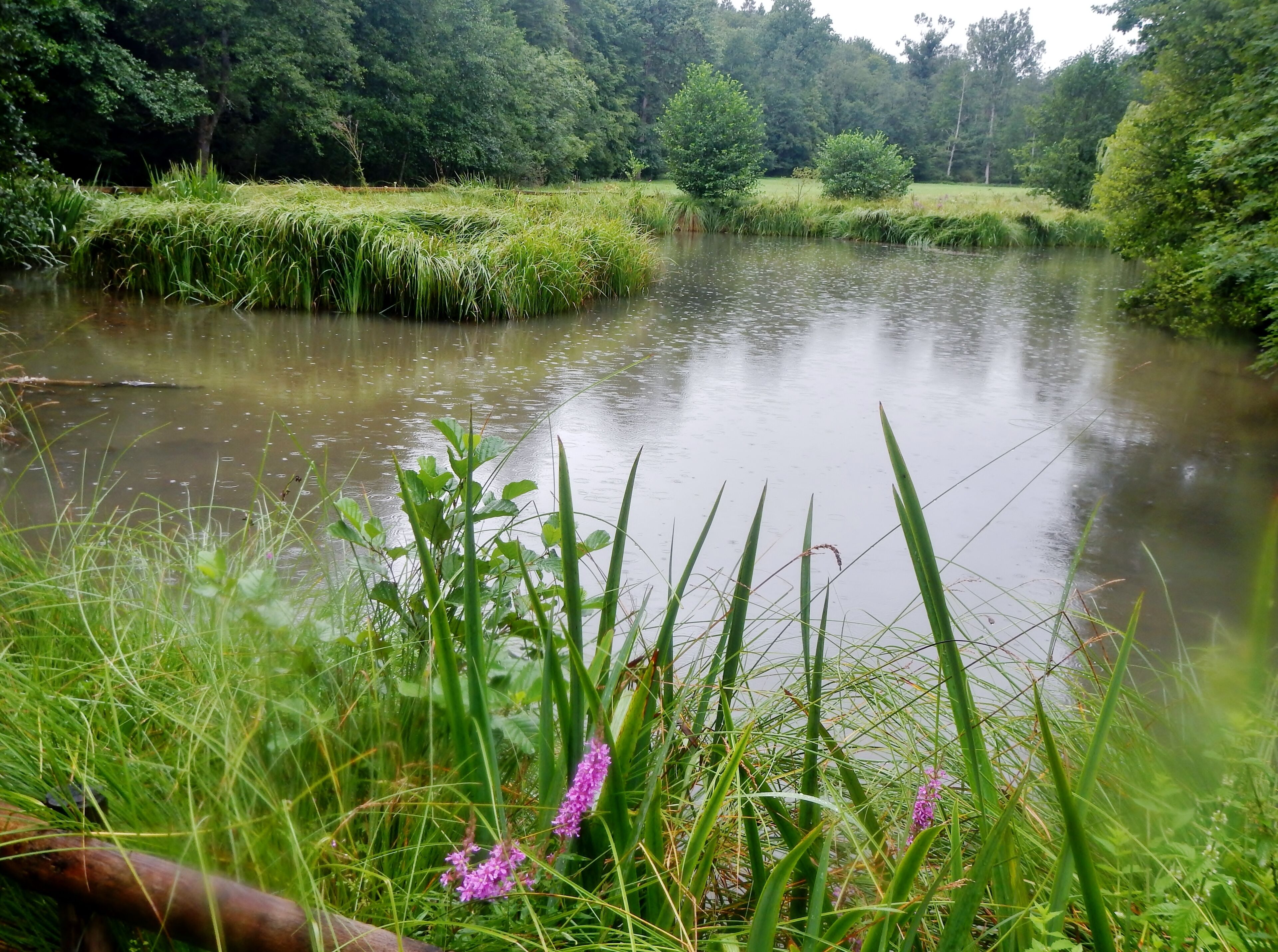 Goldersbachtal (bei der Teufelsbrücke) im Naturpark Schönbuch
