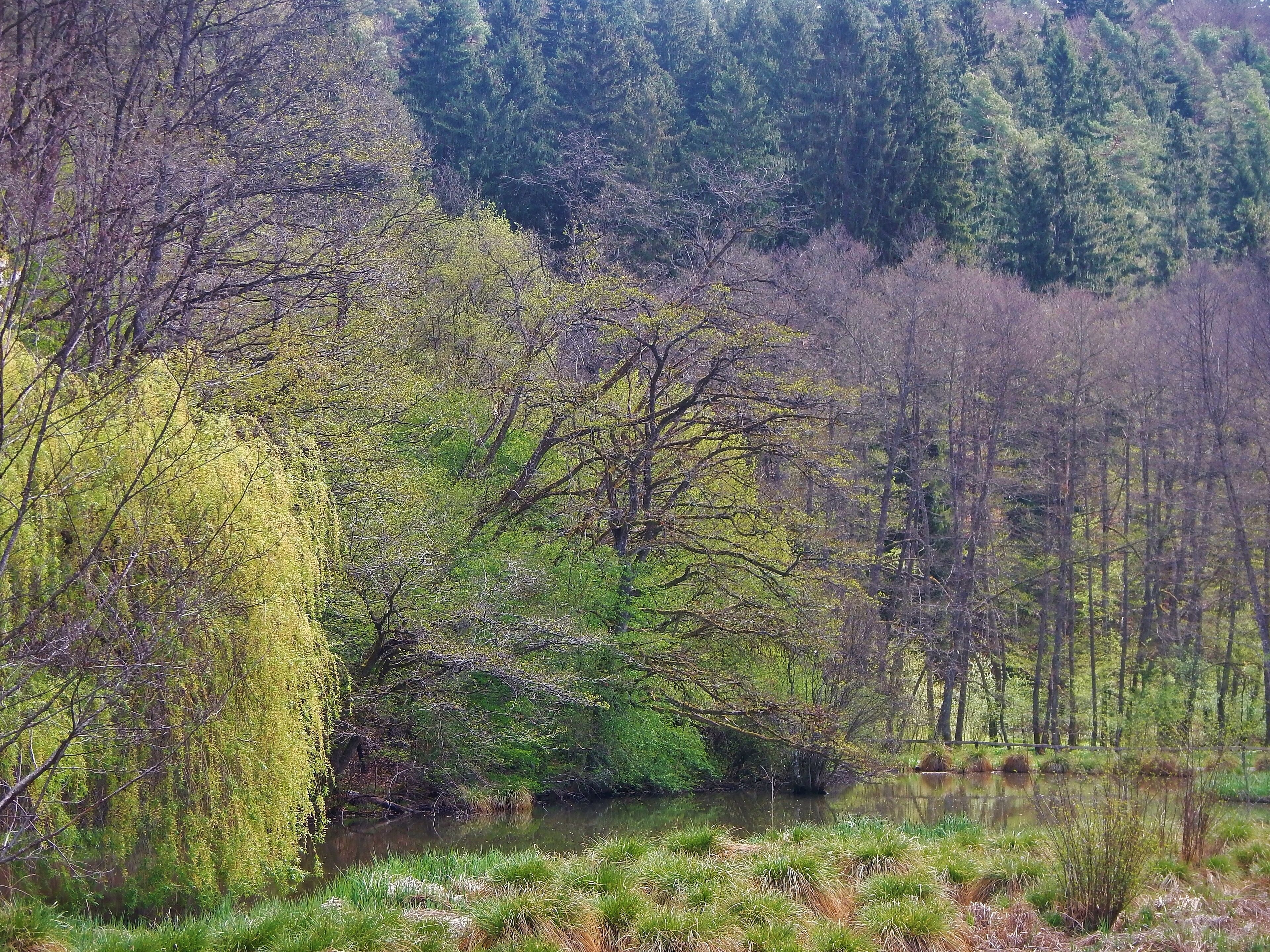 Teich an der Teufelsbrücke im Naturpark Schönbuch