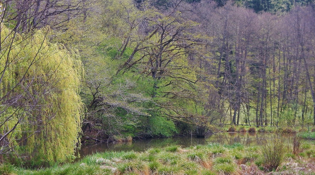 Teich an der Teufelsbrücke im Naturpark Schönbuch