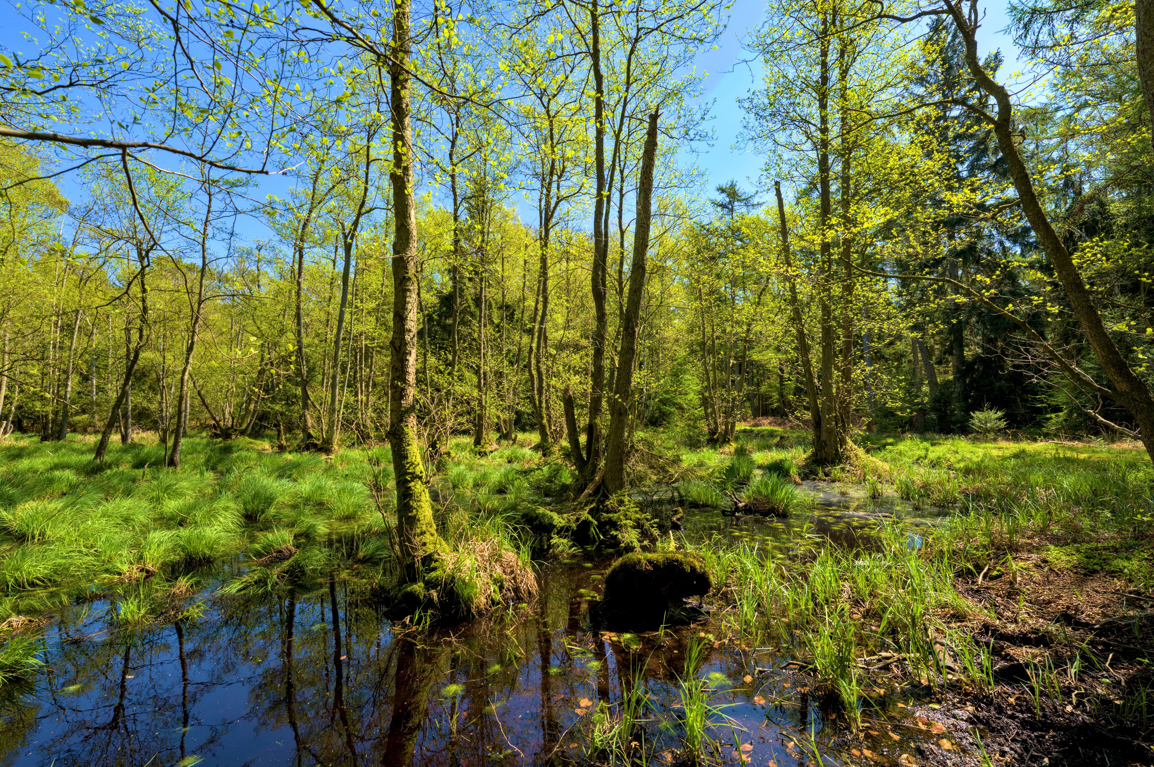 A forest with tall trees and a small stream.