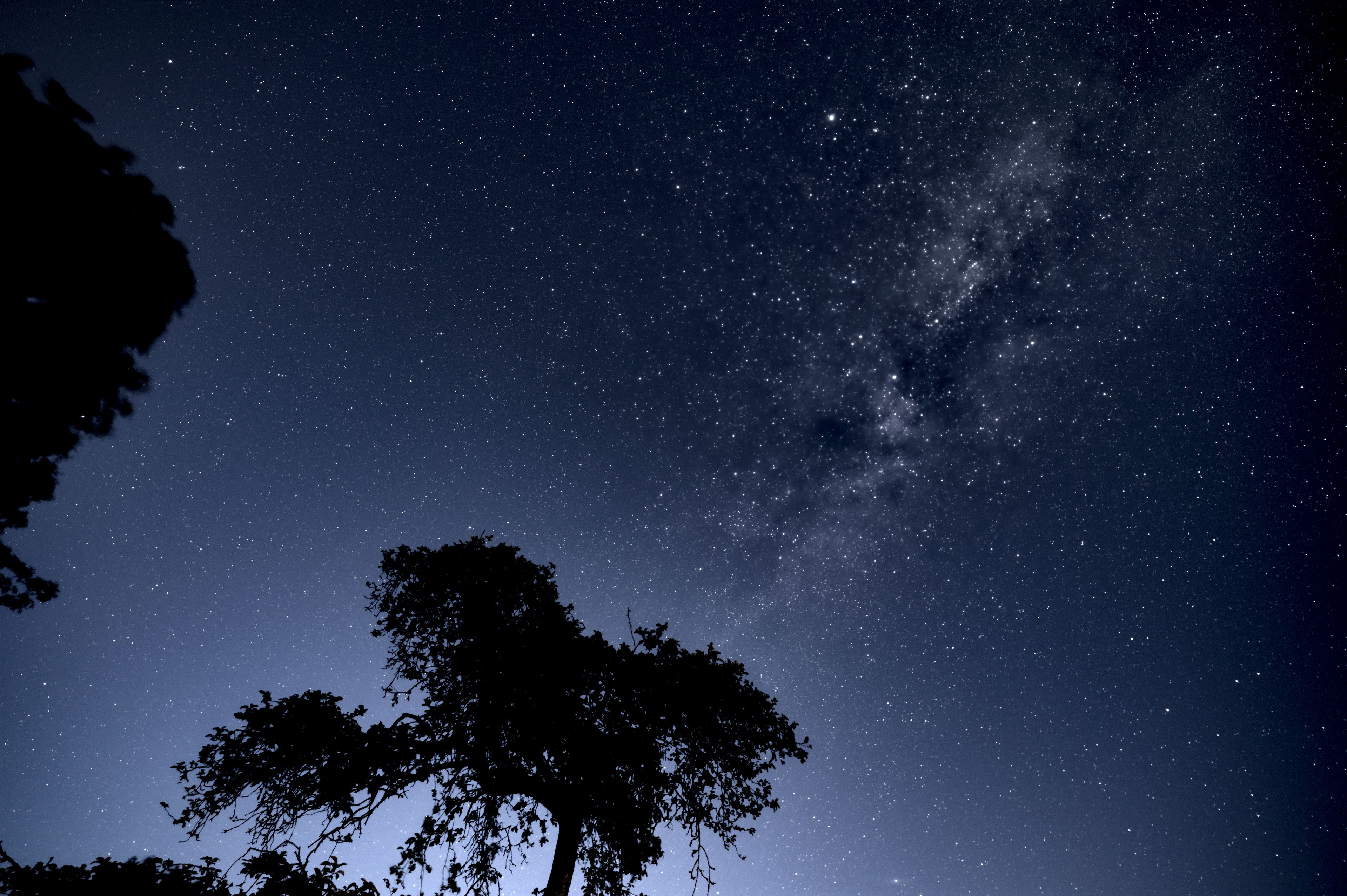 A night sky filled with stars, a silhouette of a tree, and the Milky Way galaxy.