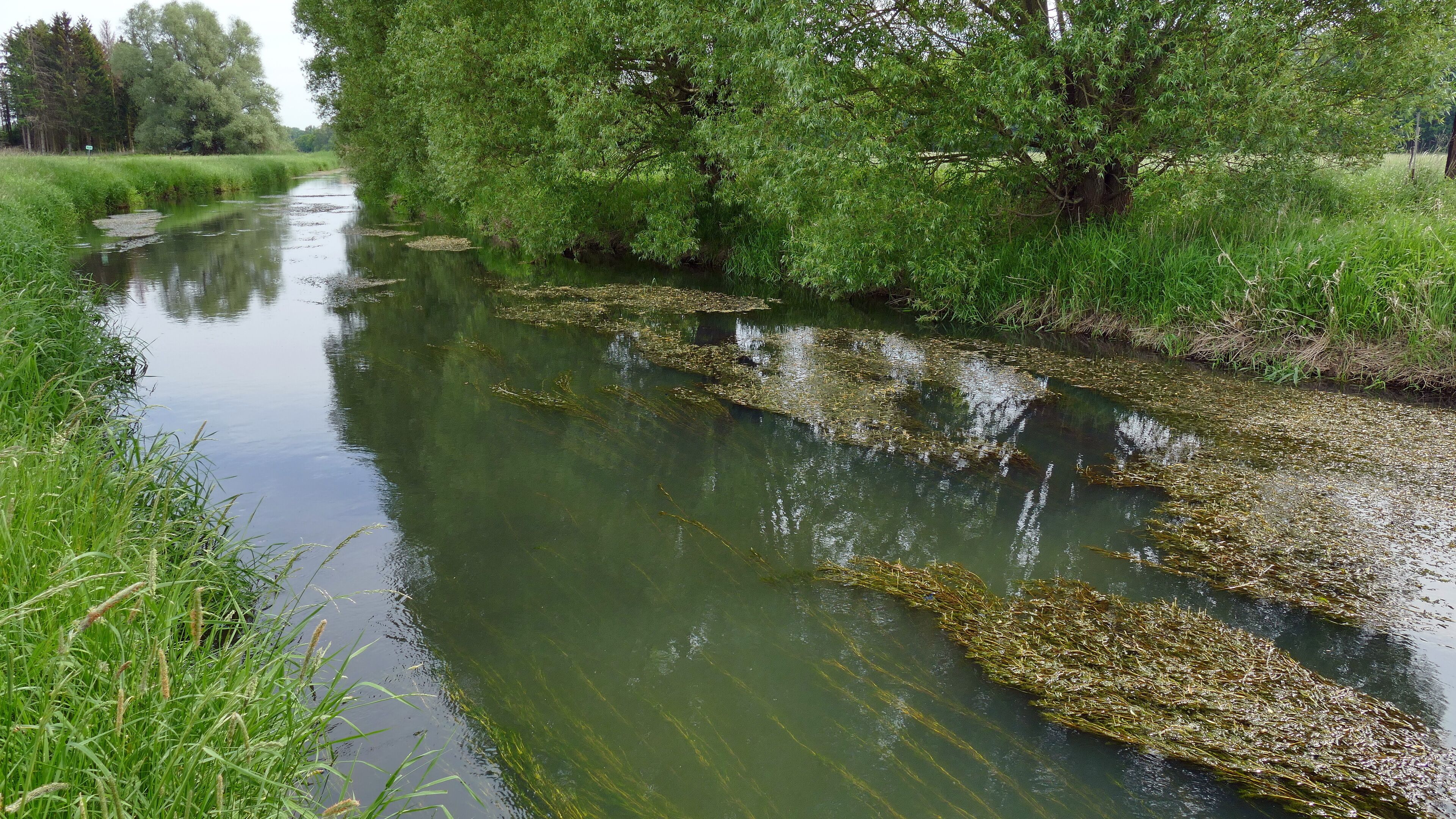 LSG-H 48 Fuhsetal: Fuhse vor der Wolfsforder Mühle, Blick in Fließrichtung. Hier bildet die Fuhse die Grenze des LSG.