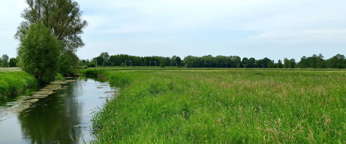 A river meandering through a lush green field with a tree on the left bank.