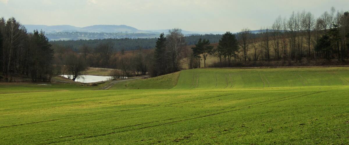 A green field with a small pond and trees in the background.