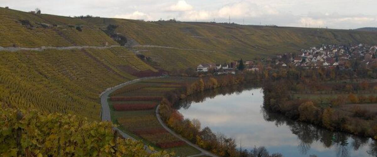 A vineyard with a river and a small town in the background.