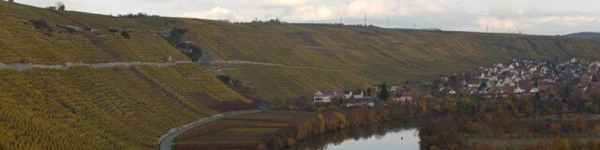 A vineyard with a river and a small town in the background.