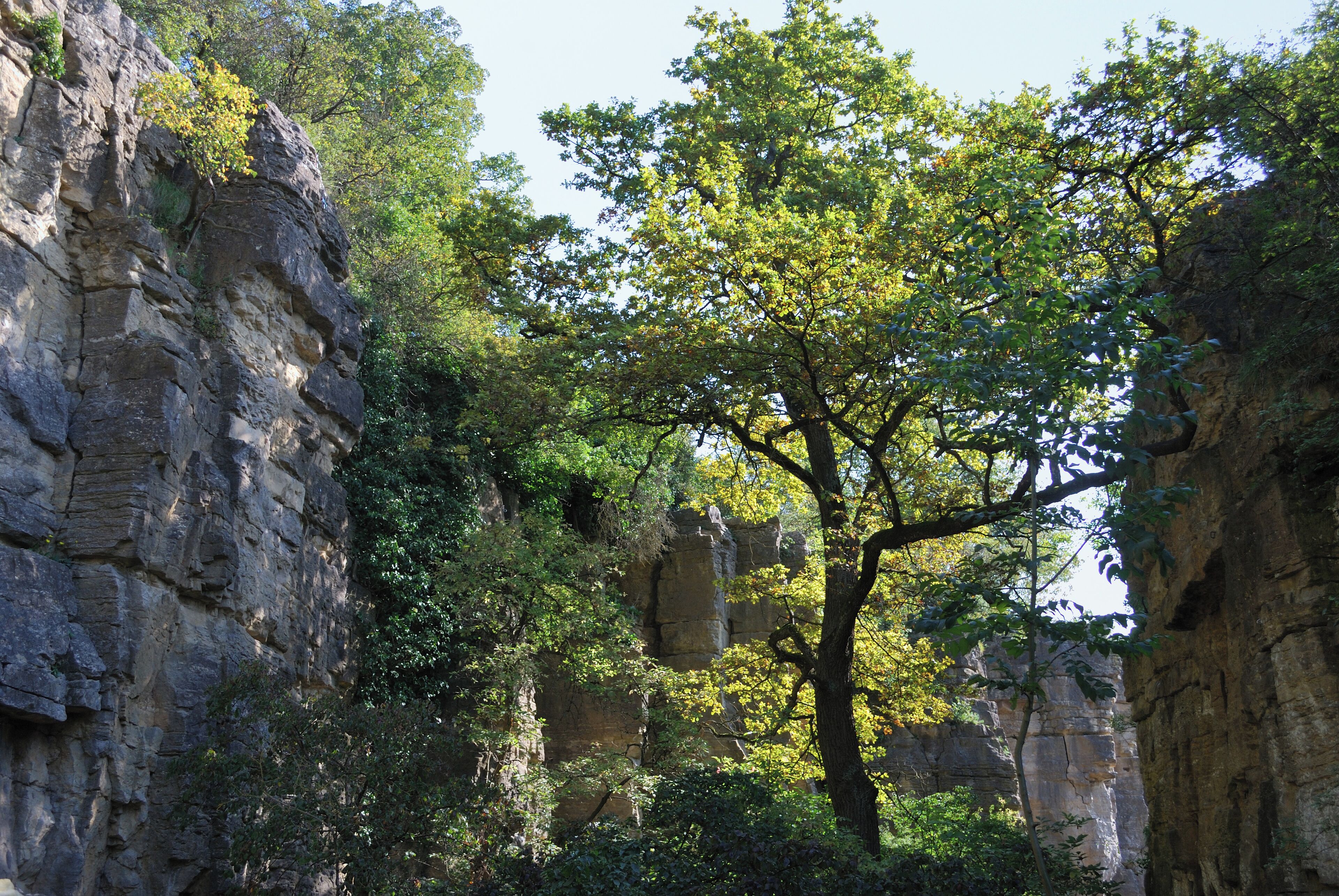 In the nature reserve area Hessigheimer Felsengärten, German Federal State Baden-Württemberg.