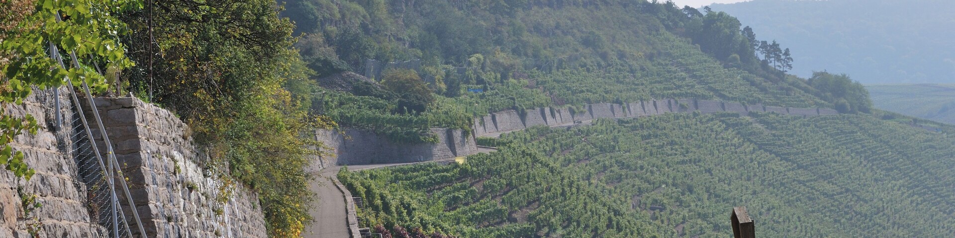 Vineyards in the Neckar valley in Hessigheim, German Federal State Baden-Württemberg.