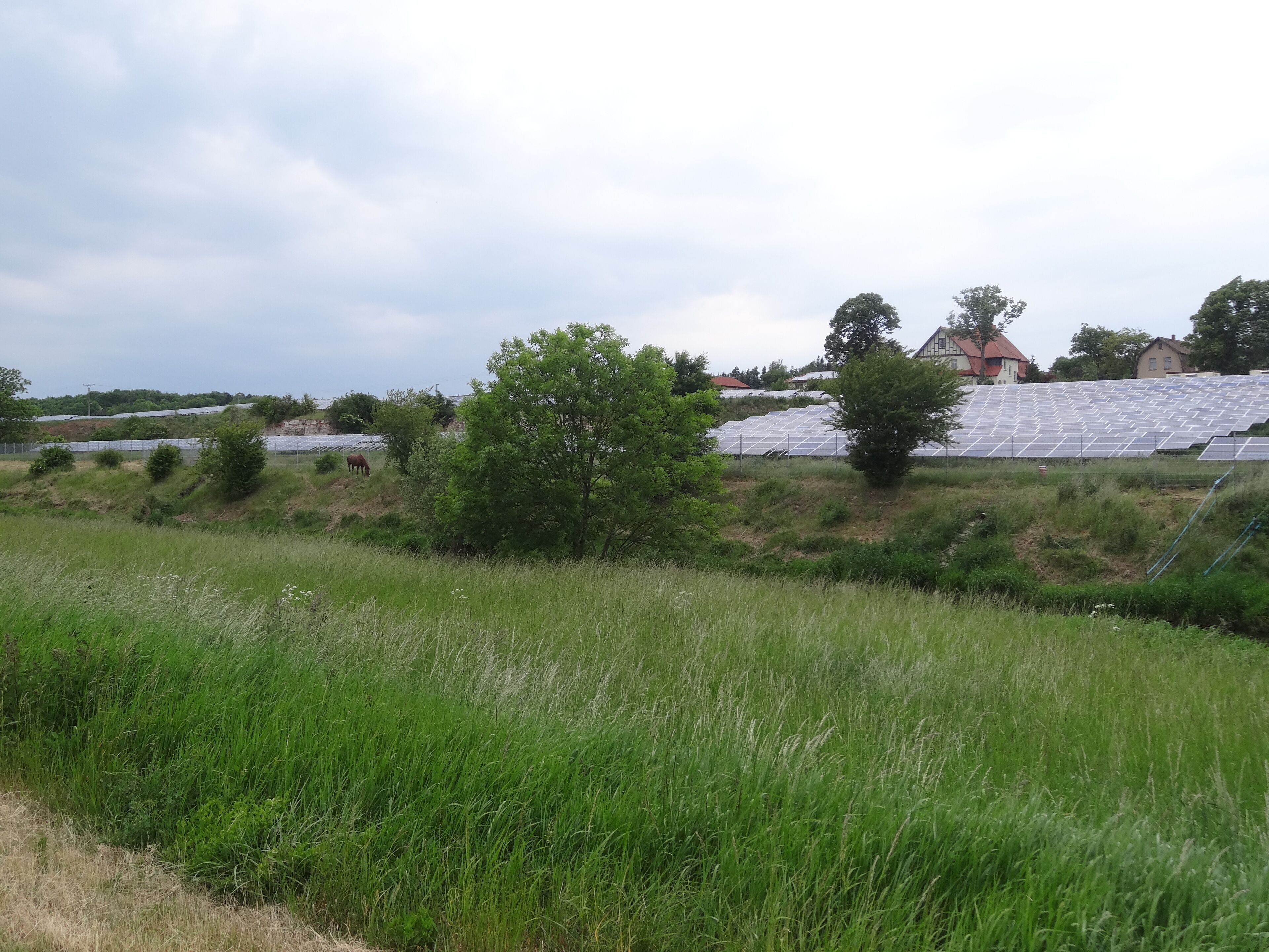 A field with tall grass, a tree, and solar panels in the background.