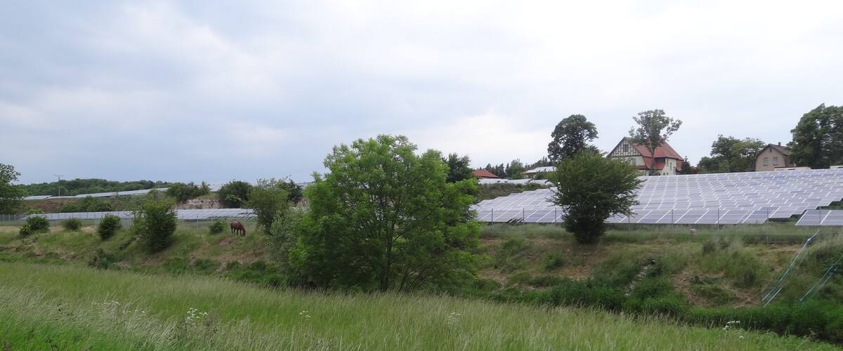A field with tall grass, a tree, and solar panels in the background.