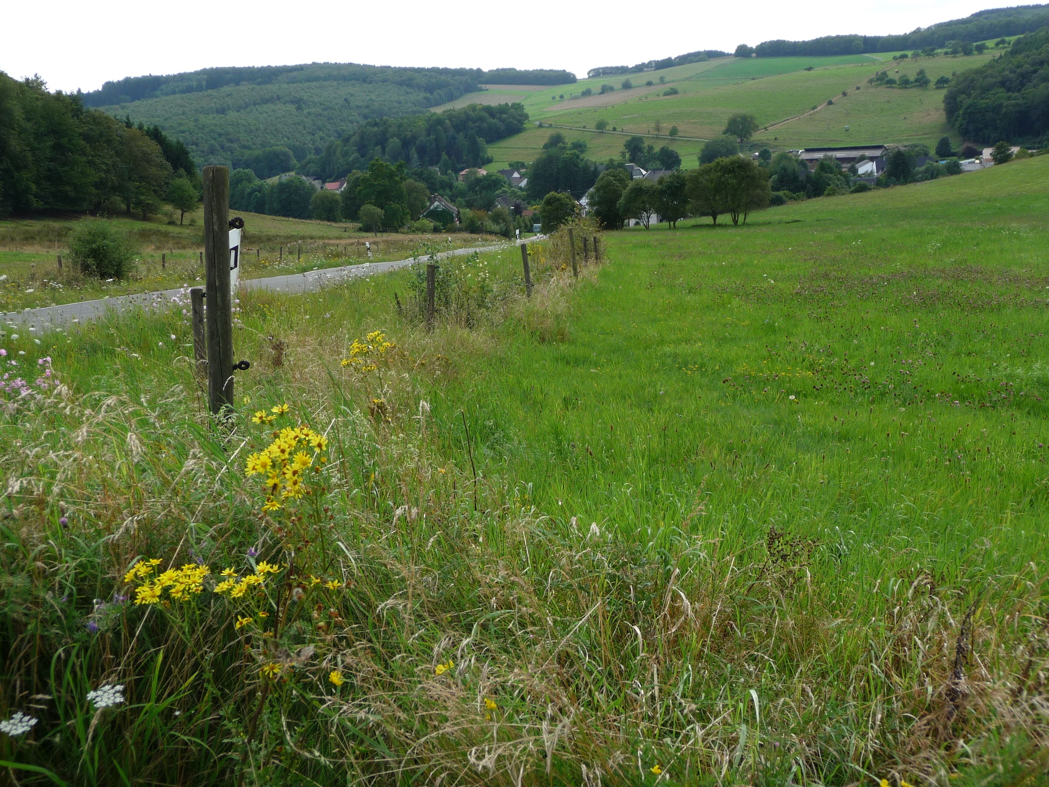 A rural landscape with a dirt road, green fields, and scattered houses.