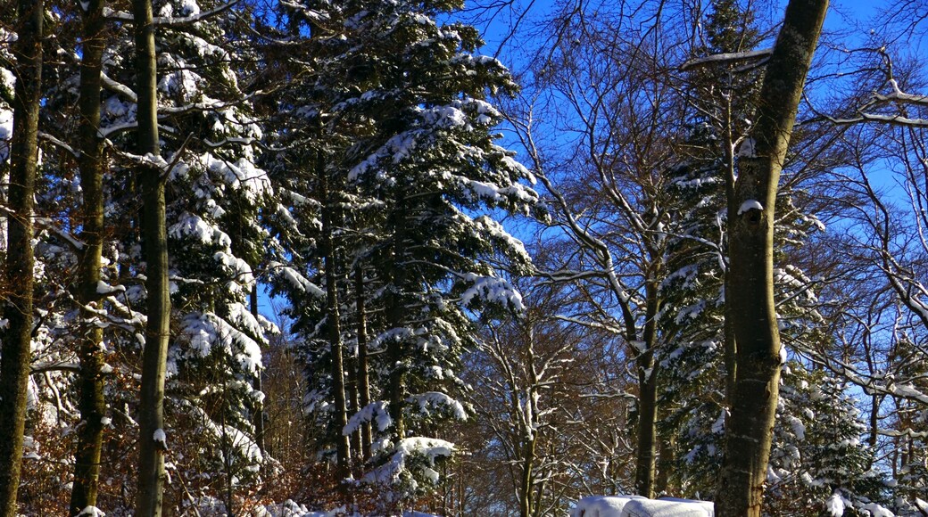 Whatever Has Made This Traces...