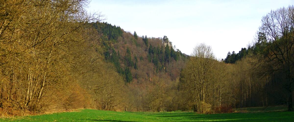 A green field with trees and a hill in the background.