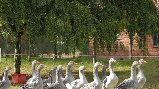 Geese in Dessin, district Ludwigslust-Parchim, Mecklenburg-Vorpommern, Germany