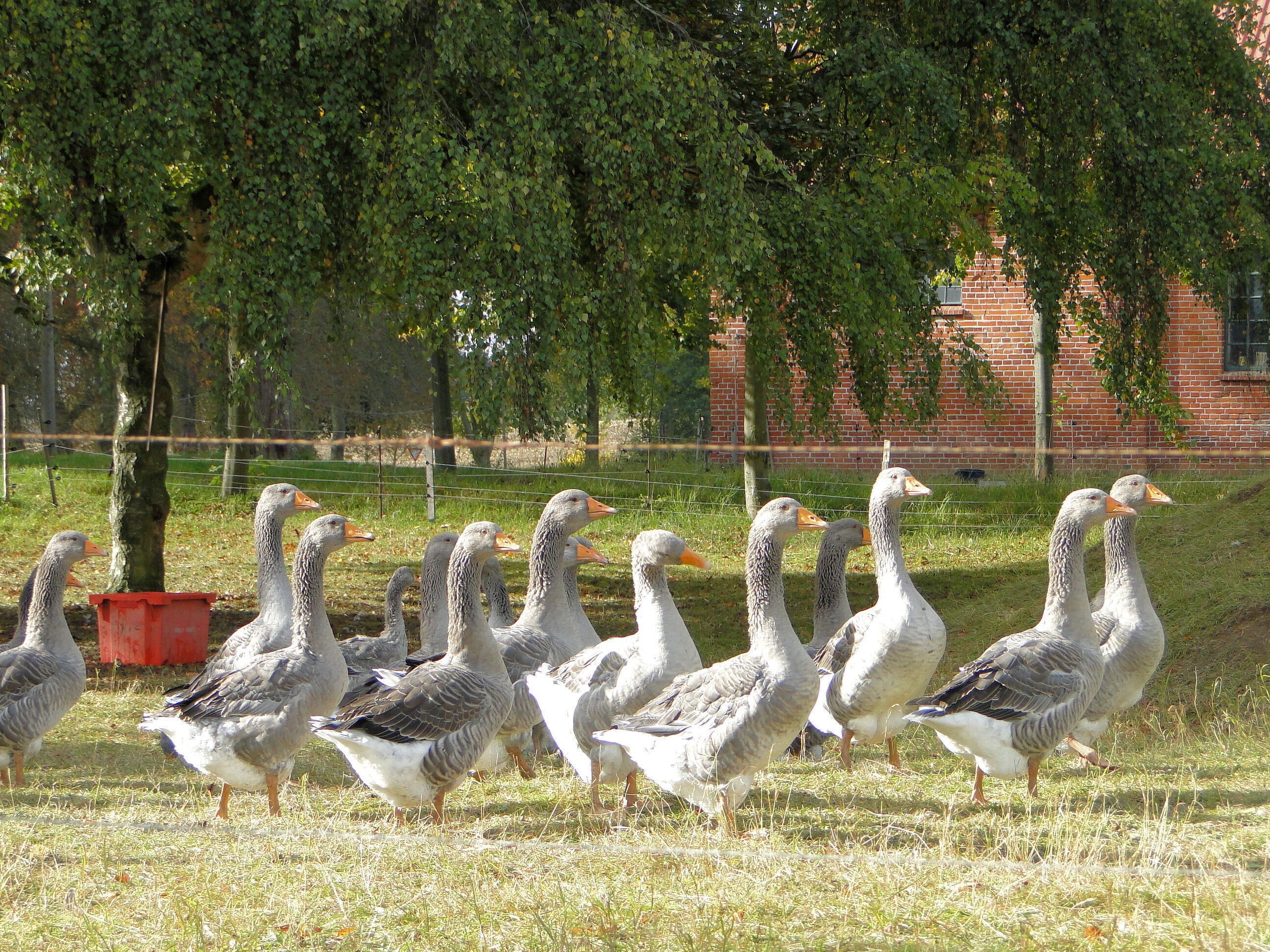A group of geese walking in a grassy field with trees and a brick building in the background.