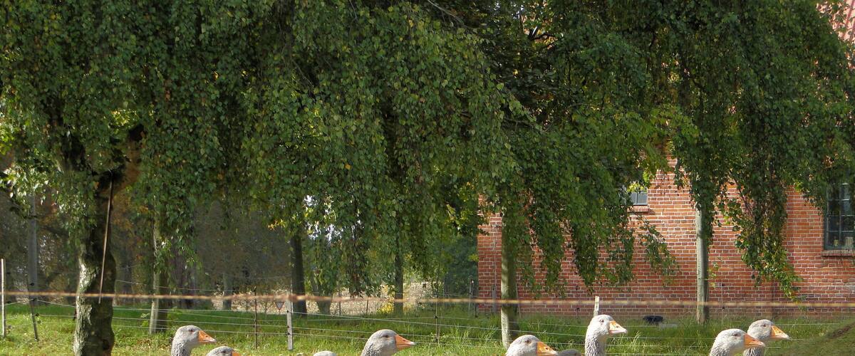 A group of geese walking in a grassy field with trees and a brick building in the background.