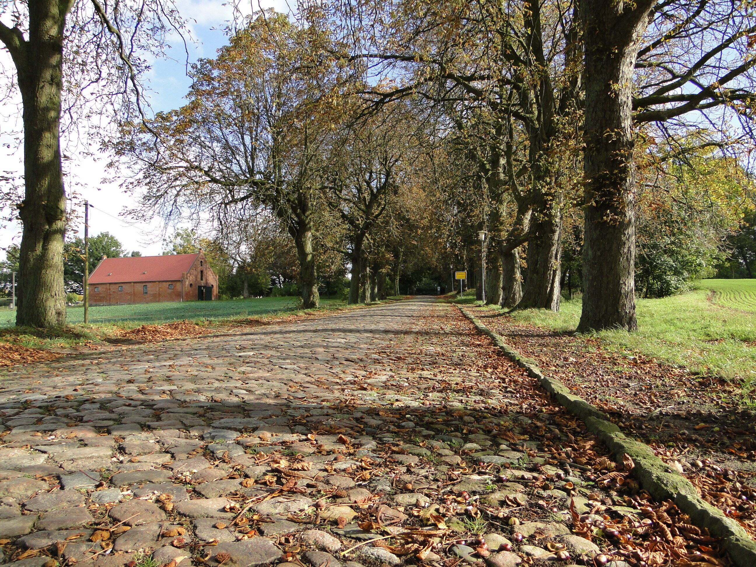 Cobblestone road, avenue to Dessin, district Ludwigslust-Parchim, Mecklenburg-Vorpommern, Germany