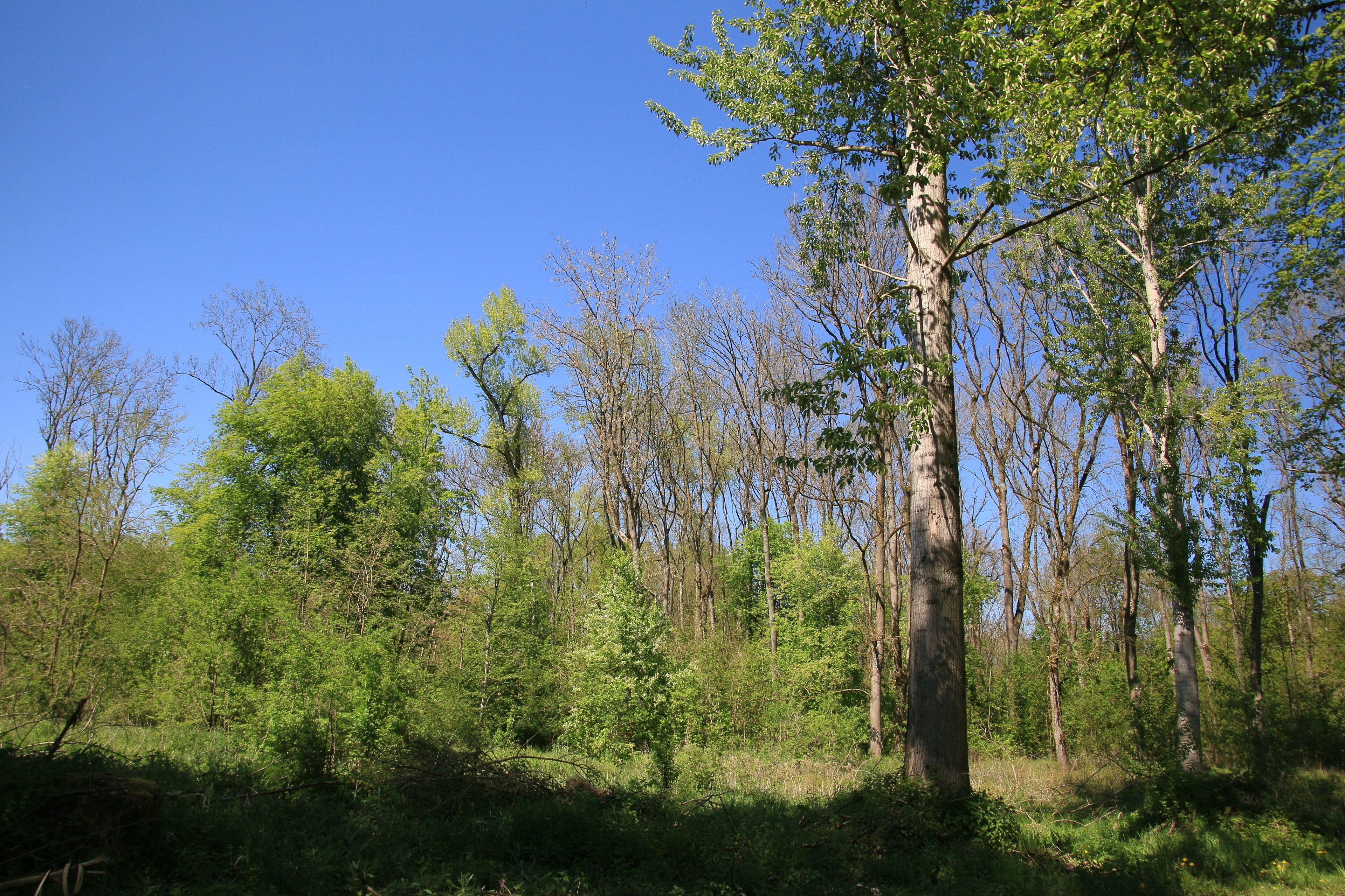 (NSG:BY-NSG-00159.01)_Vogelfreistätte Feldheimer Stausee